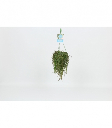 Peperomia