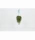 Peperomia