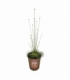 Syngonanthus