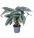Alocasia