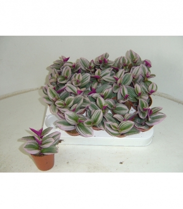 Tradescantia