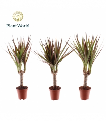 Dracaena