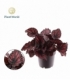 Begonia