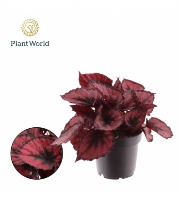 Begonia
