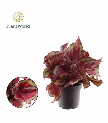 Begonia