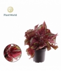 Begonia