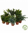 Fern