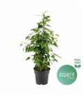 Ficus