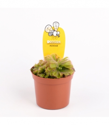 Drosera