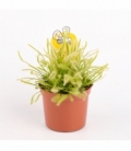 Drosera