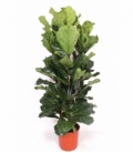 Ficus