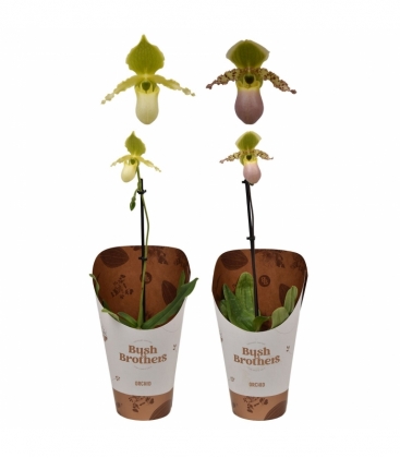 Paphiopedilum