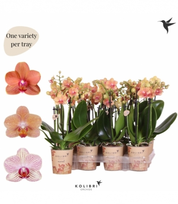 Phalaenopsis