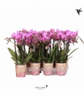 Phalaenopsis