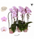 Phalaenopsis