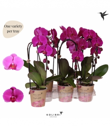 Phalaenopsis