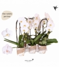 Phalaenopsis