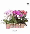 Phalaenopsis