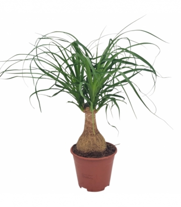 Beaucarnea