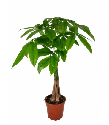 Pachira