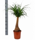 Beaucarnea