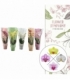Phalaenopsis