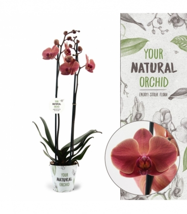 Phalaenopsis