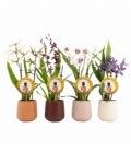 Orchids