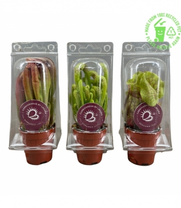 Sarracenia