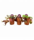 Nepenthes