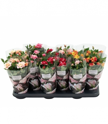 Rosa