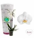 Phalaenopsis