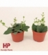 Aeschynanthus
