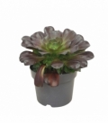 Aeonium