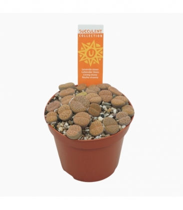 Lithops
