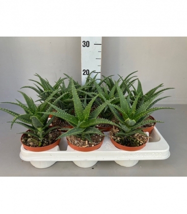 Aloe