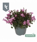 Campanula