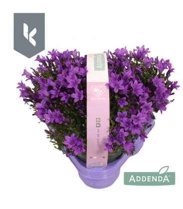 Campanula