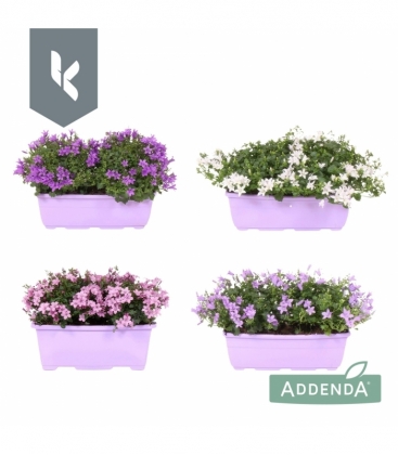 Campanula