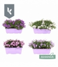 Campanula