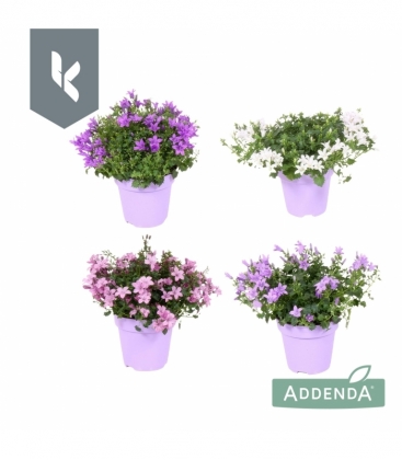 Campanula