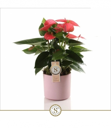 Anthurium