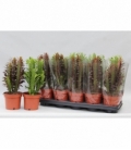 Euphorbia