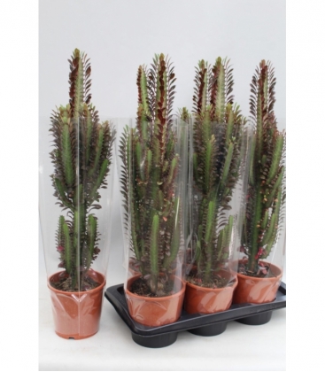 Euphorbia