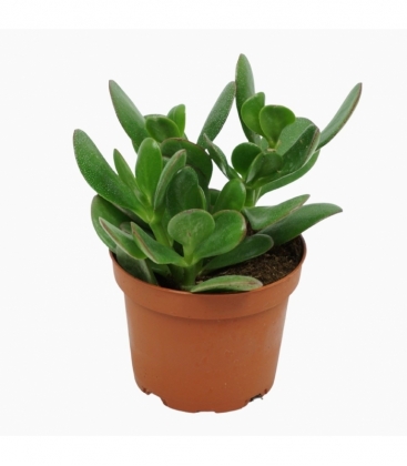 Crassula