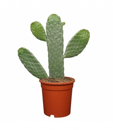 Opuntia