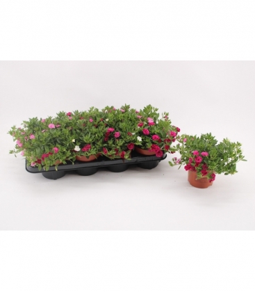 Calibrachoa