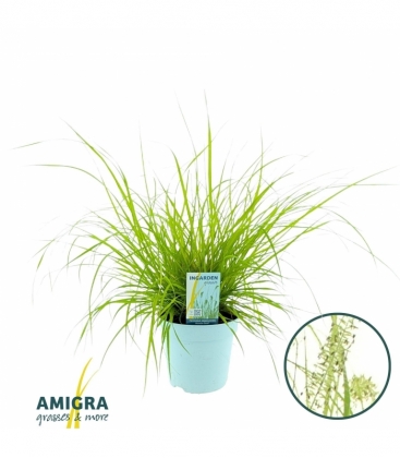 Pennisetum