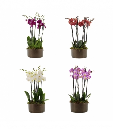 Phalaenopsis