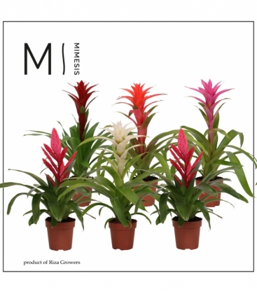 Bromelia